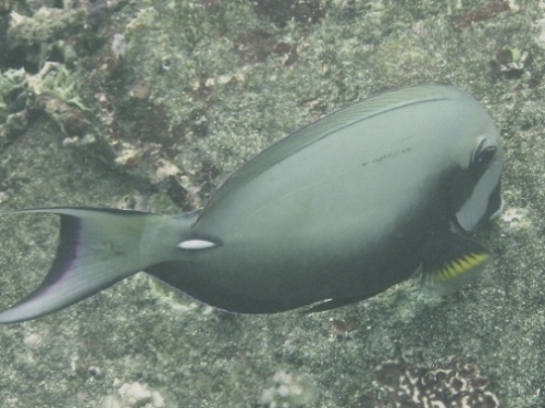 P2040191 Acanthurus leucocheilus.JPG